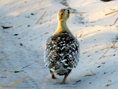 Pterocles bicinctus bicinctus