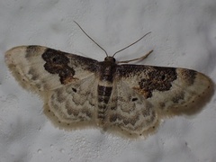 Idaea rusticata