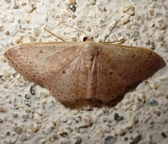 Idaea eugeniata
