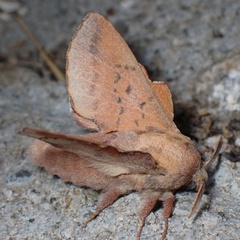 Phyllodesma tremulifolia