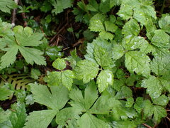 Tiarella trifoliata
