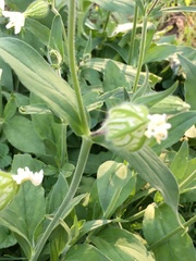 Silene noctiflora