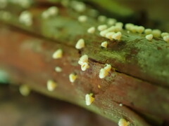 Lachnellula