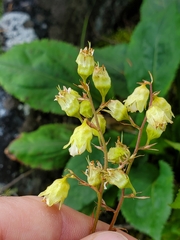 Heuchera