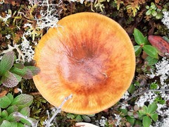 Cortinarius mucosus