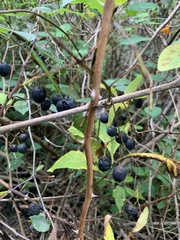 Vaccinium corymbosum