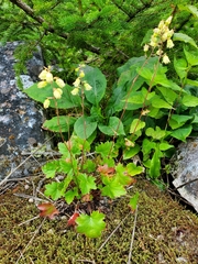 Heuchera