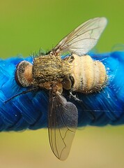 Entomophthora muscae