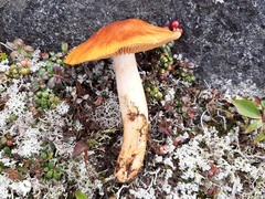 Cortinarius mucosus