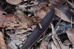 Trigoniulus corallinus