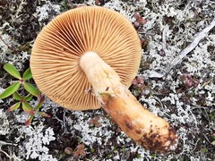 Cortinarius mucosus
