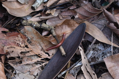 Trigoniulus corallinus