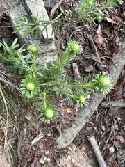 Ionactis linariifolia