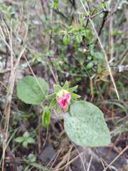 Hibiscus longifilus