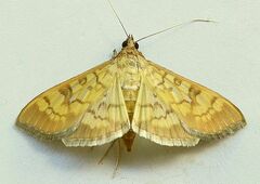 Mimorista subcostalis