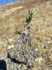 Trichostema lanceolatum