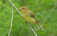 Piranga olivacea