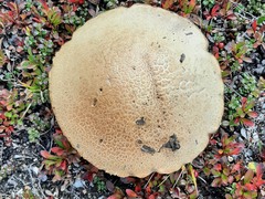 Leccinum versipelle