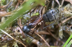 Camponotus chromaiodes