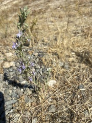Trichostema lanceolatum