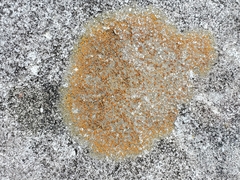 Xanthocarpia feracissima