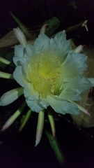 Selenicereus costaricensis