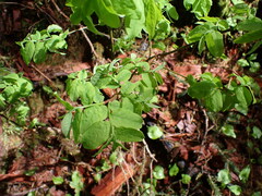 Vaccinium ovalifolium