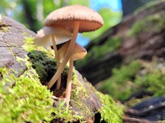 Mycena galericulata