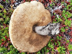 Leccinum versipelle