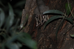 Petaurus breviceps