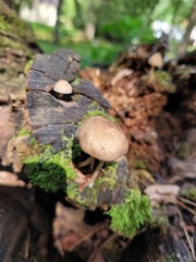 Mycena galericulata