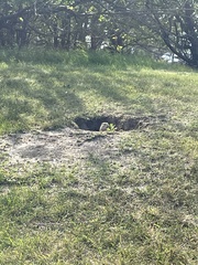 Urocitellus richardsonii