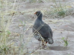 Pternistis adspersus
