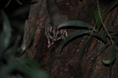 Petaurus breviceps