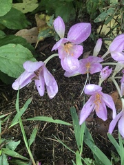 Colchicum