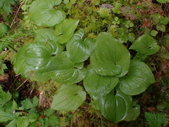 Maianthemum dilatatum
