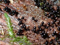 Metatrichia
