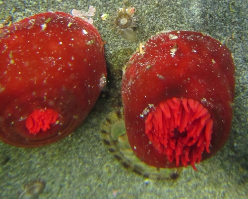 Waratah Anemone, photo 10 of 10