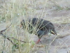 Pternistis adspersus