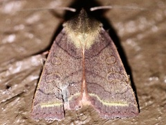 Epiglaea apiata