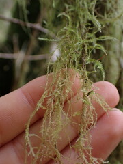 Pseudisothecium stoloniferum