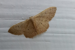 Idaea eugeniata