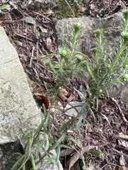 Ionactis linariifolia