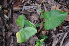 Xanthosoma sagittifolium
