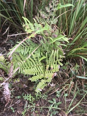 Dryopteris erythrosora