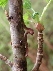 Nearctodesmidae