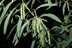 Acacia falcata