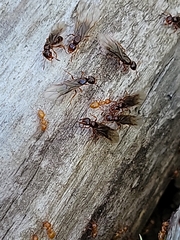 Lasius claviger