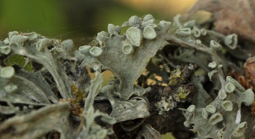 Cartilage Lichen