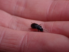 Harpalina